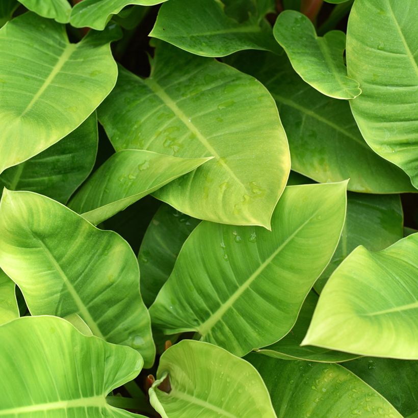 Philodendron Imperial Green (Foliage)