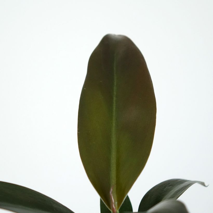 Philodendron Imperial Red (Foliage)