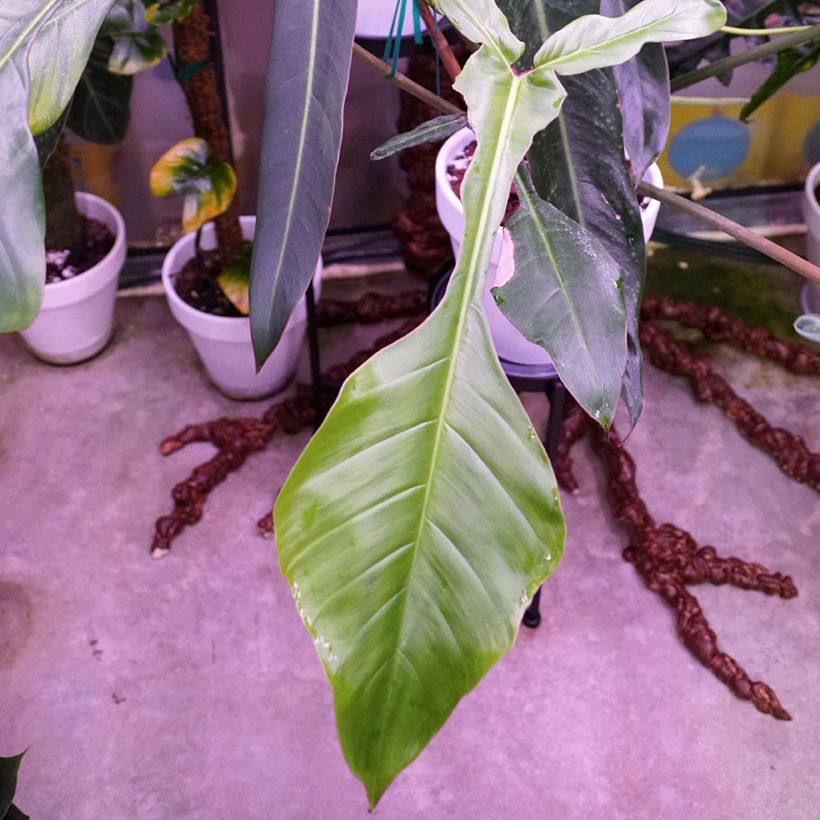 Philodendron x joepii (Foliage)