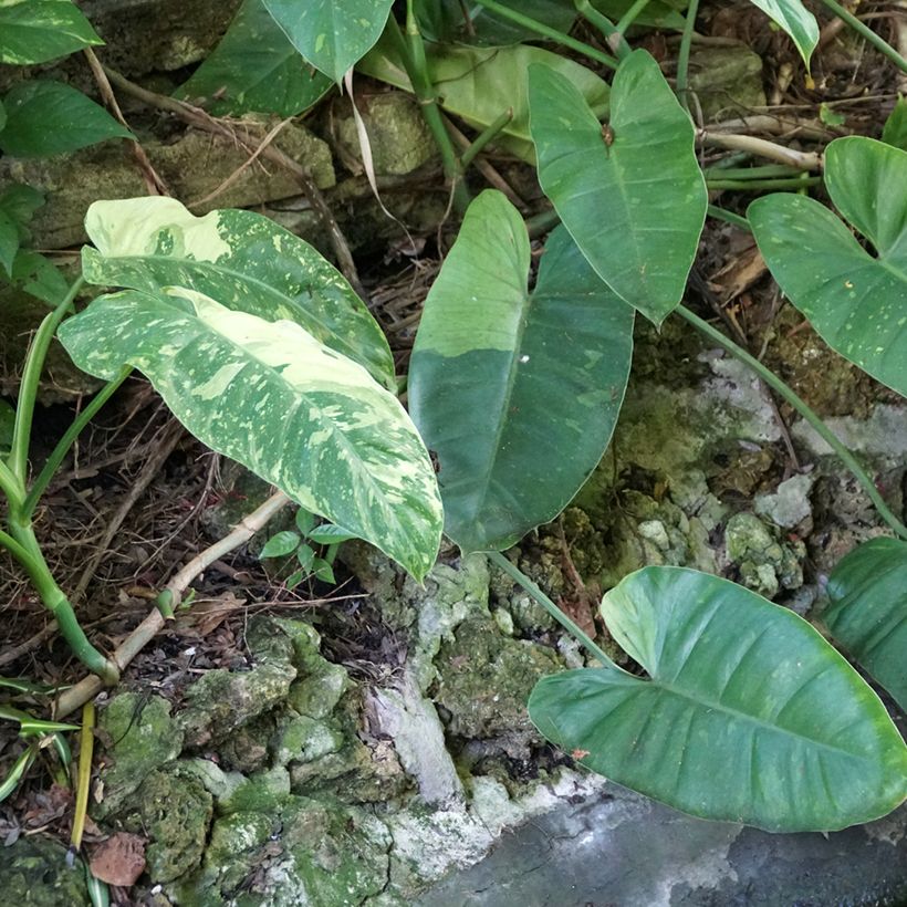 Philodendron Jose Buono (Port)