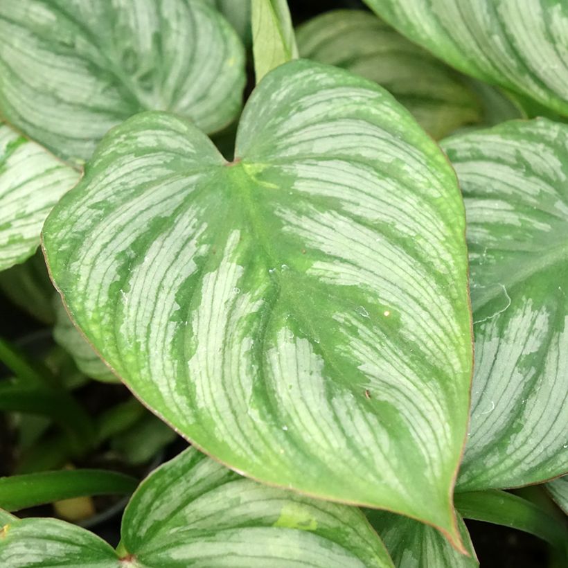 Philodendron McDowell (Feuillage)