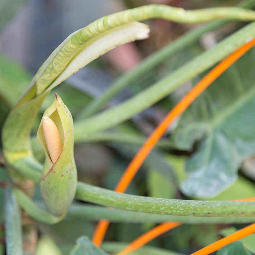 Philodendron Paraiso Verde (Flowering)