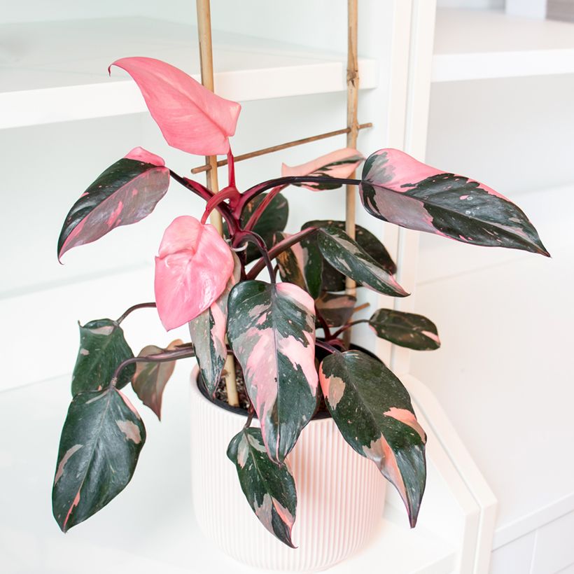 Philodendron Pink Princess (Plant habit)