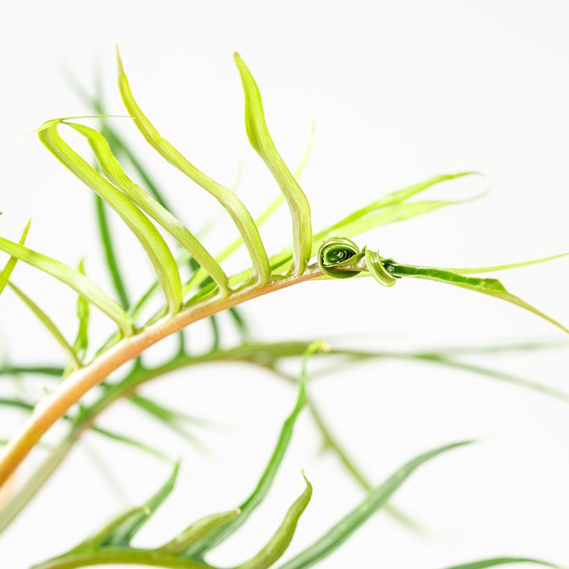 Philodendron tortum (Foliage)