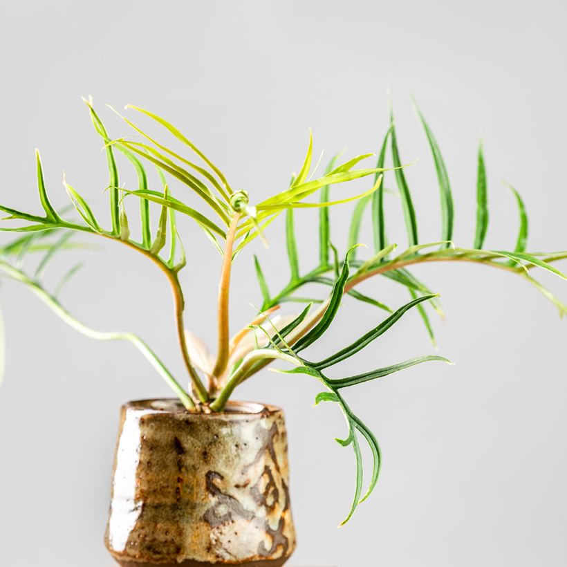 Philodendron tortum (Plant habit)