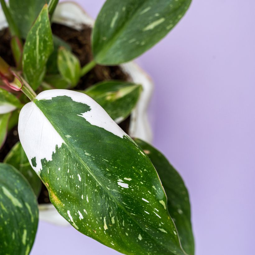 Philodendron White Wizard (Feuillage)