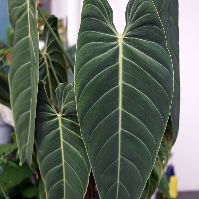 Philodendron melanochrysum (Feuillage)