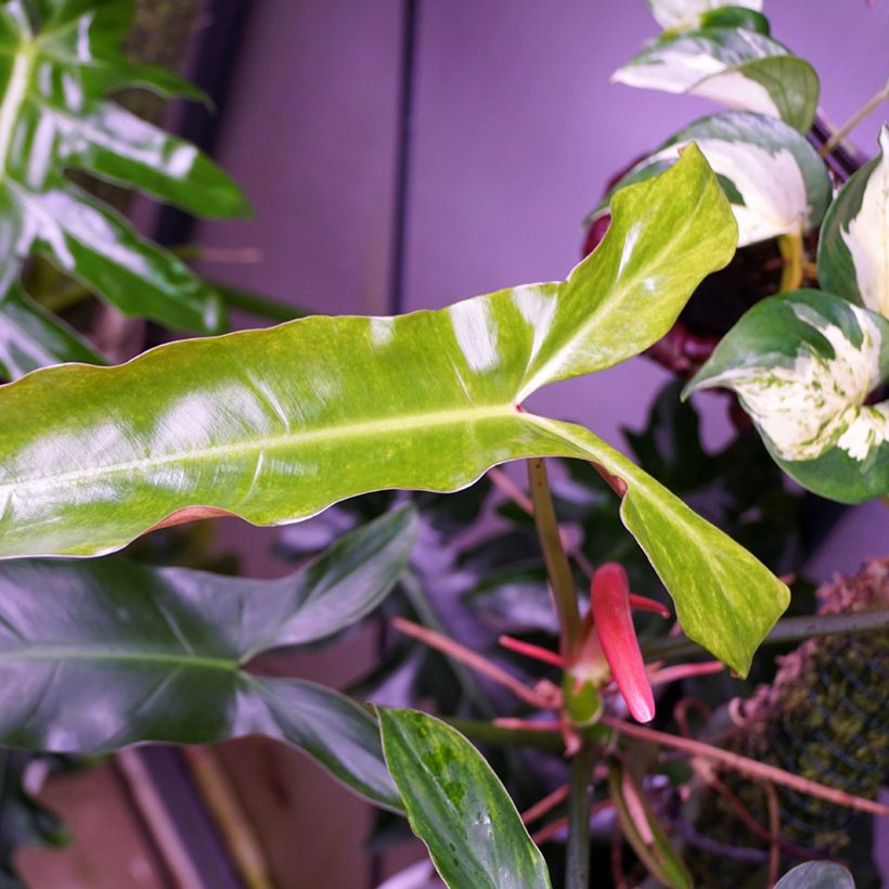 Philodendron mexicanum (Feuillage)