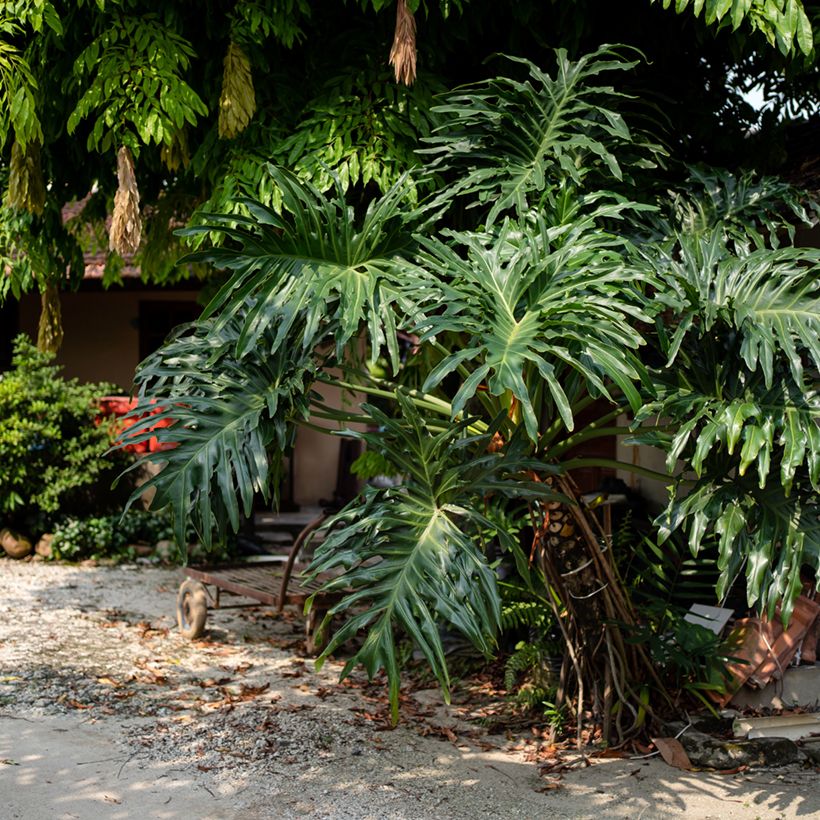 Philodendron radiatum (Plant habit)