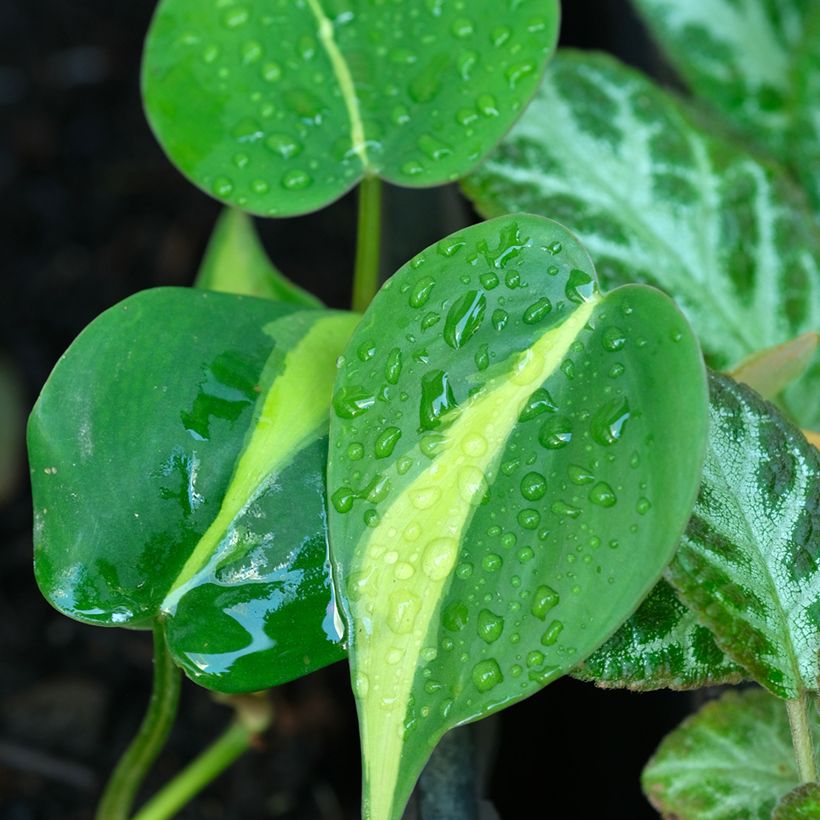Philodendron Brasil (Foliage)
