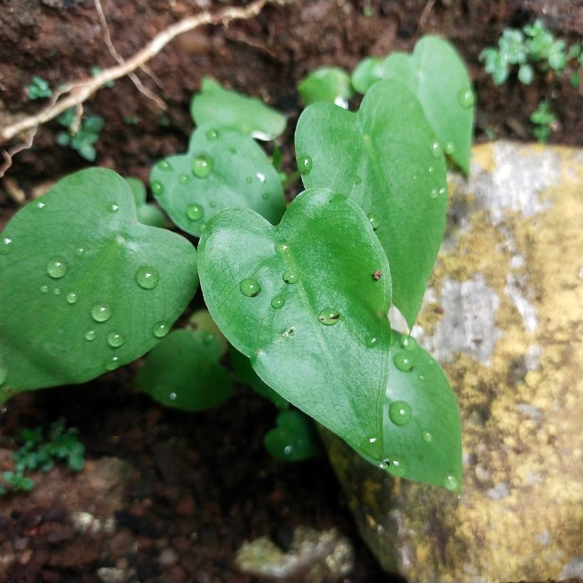 Philodendron scandens (Foliage)