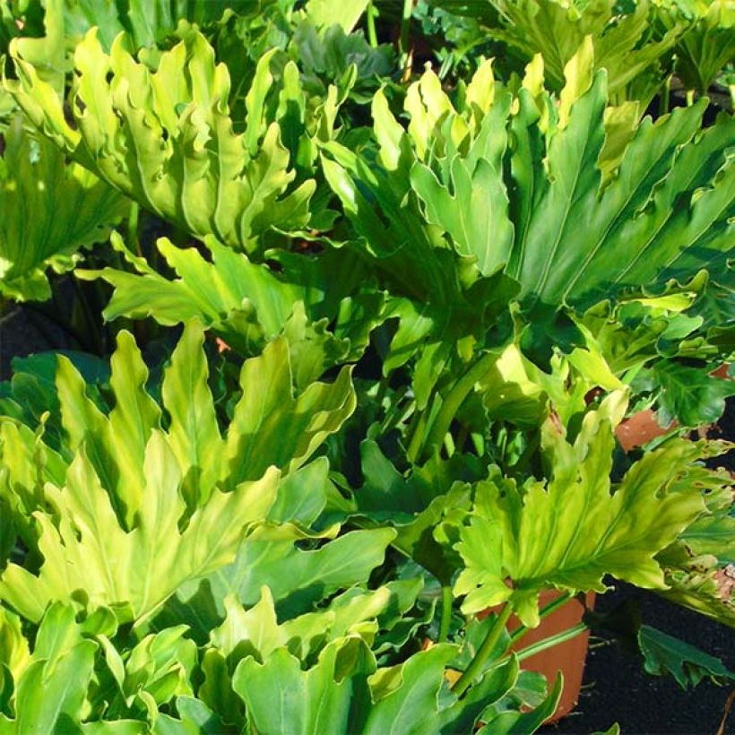 Philodendron Hope (Foliage)