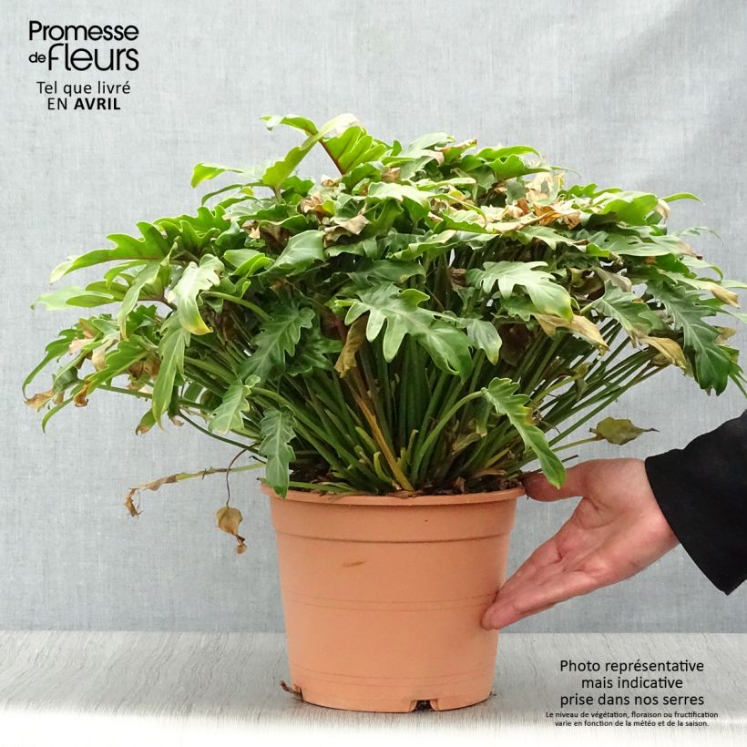 Example of Philodendron xanadu - Thaumatophyllum Pot de 3L/4L as you get in printemps