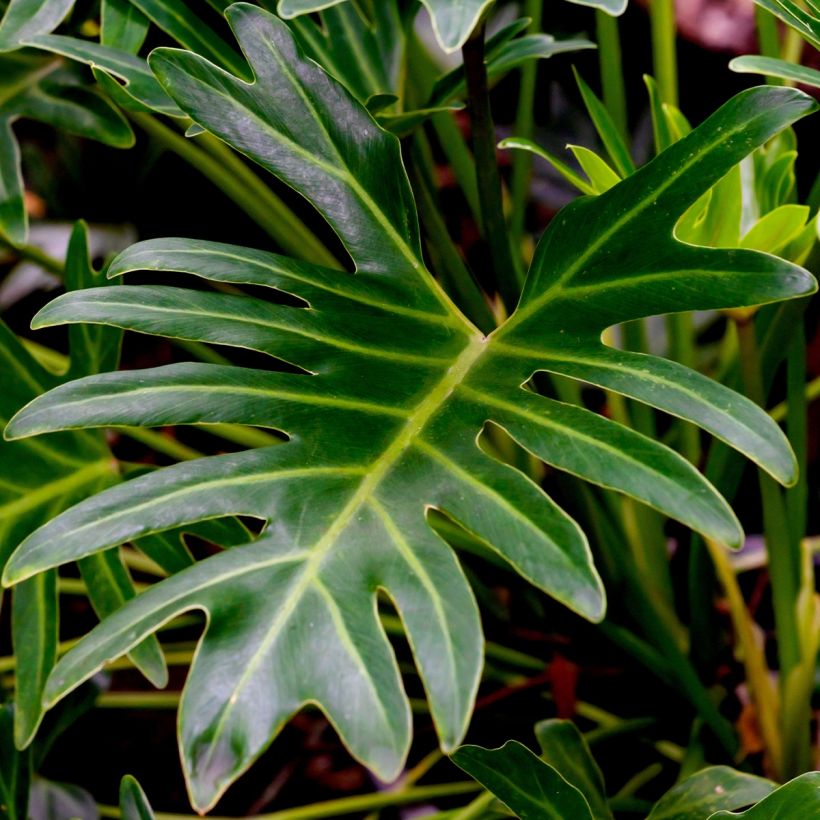 Philodendron xanadu - Thaumatophyllum (Foliage)