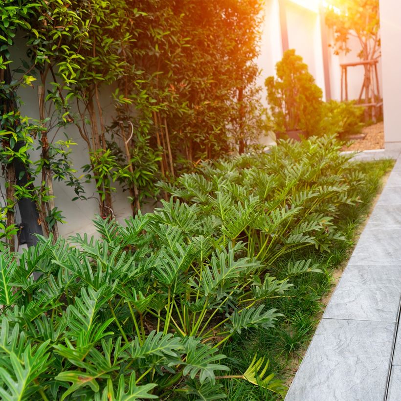 Philodendron xanadu - Thaumatophyllum (Plant habit)