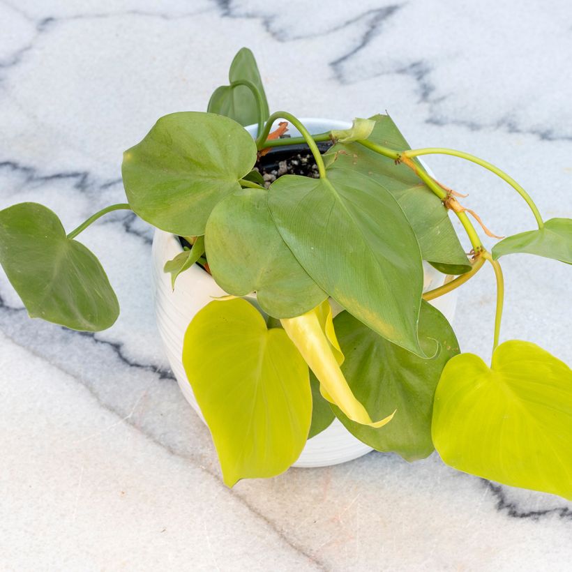 Philodendron Neon (Port)