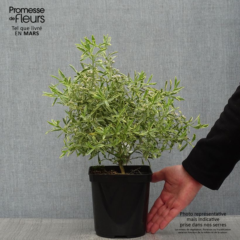 Example of Philotheca (Eriostemon) myoporoides Gold Touch  Pot de 3L/4L as you get in printemps
