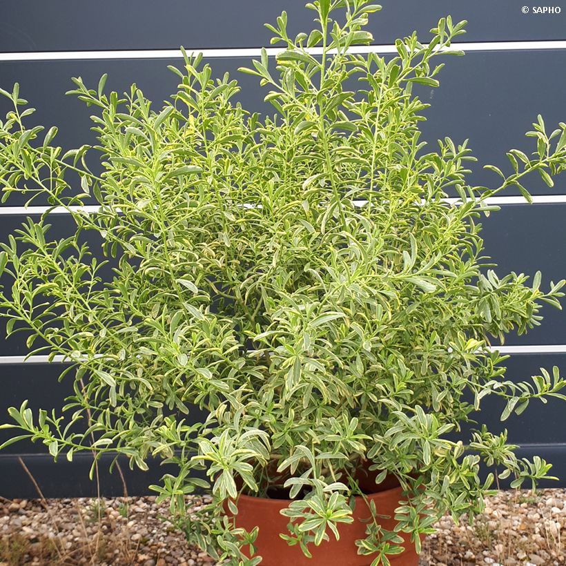 Philotheca (Eriostemon) myoporoides Gold Touch  (Plant habit)