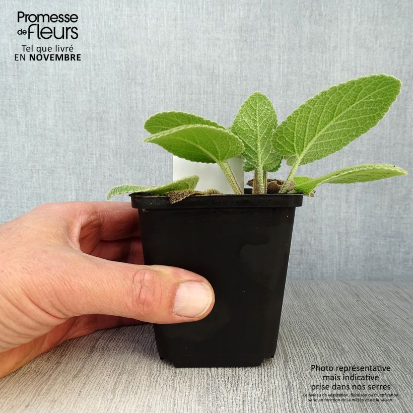 Spécimen de Phlomis de Russell - Phlomis russeliana Godet de 8/9 cm tel que livré en automne