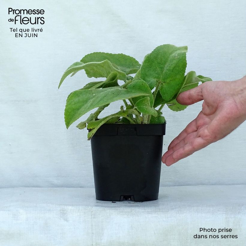 Spécimen de Phlomis de Russell - Phlomis russeliana Pot de 2L/3L tel que livré en été