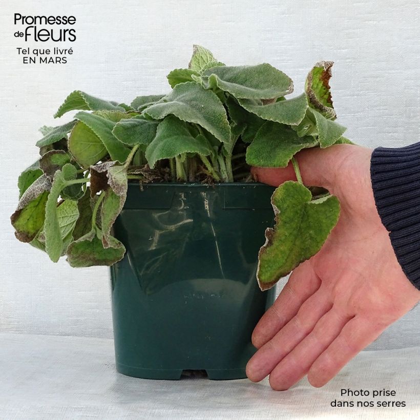 Example of Phlomis de Russell - Phlomis russeliana Pot de 2L/3L as you get in printemps