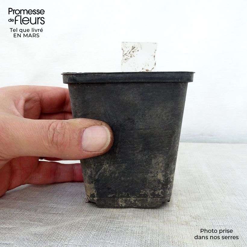 Spécimen de Phlomis du Cachemire - Phlomis cashmeriana Godet de 8/9 cm tel que livré au printemps