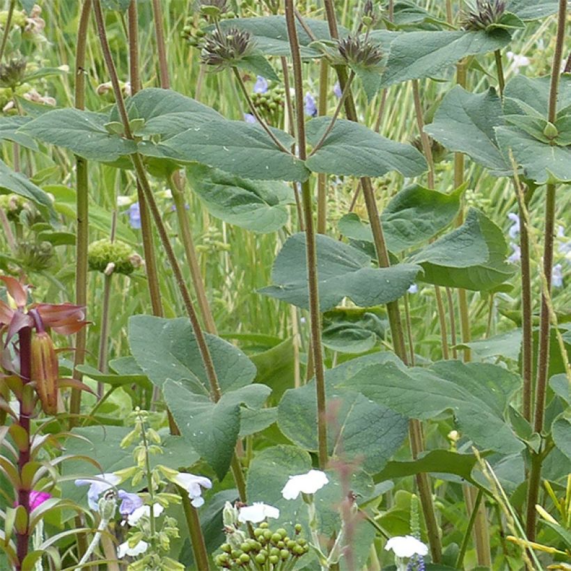 Sauge de Jerusalem - Phlomis samia (Foliage)