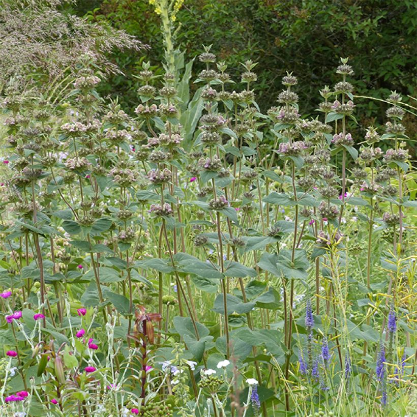 Sauge de Jerusalem - Phlomis samia (Plant habit)
