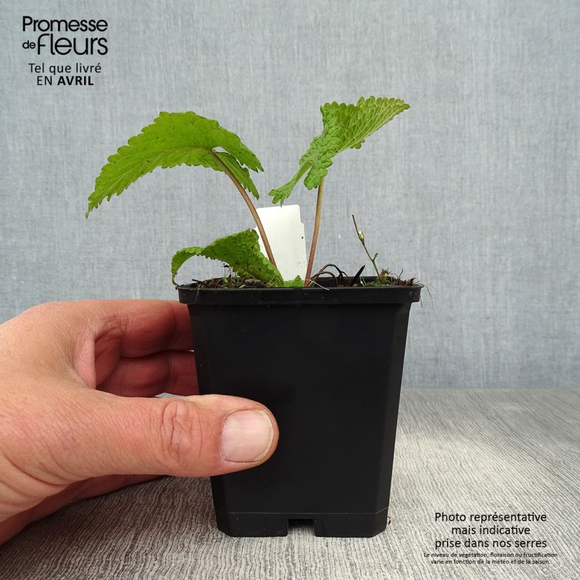 Example of Phlomis tubéreux - Phlomis tuberosa Amazone Godet de 8/9 cm as you get in printemps