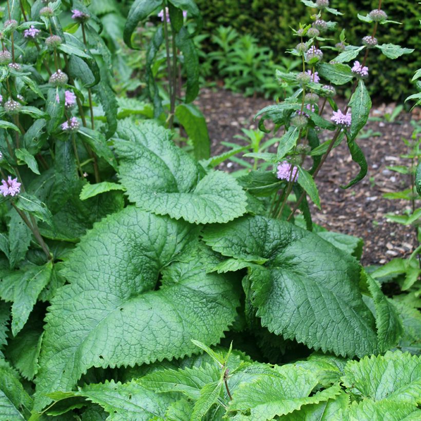 Phlomis tubéreux - Phlomis tuberosa Amazone (Foliage)