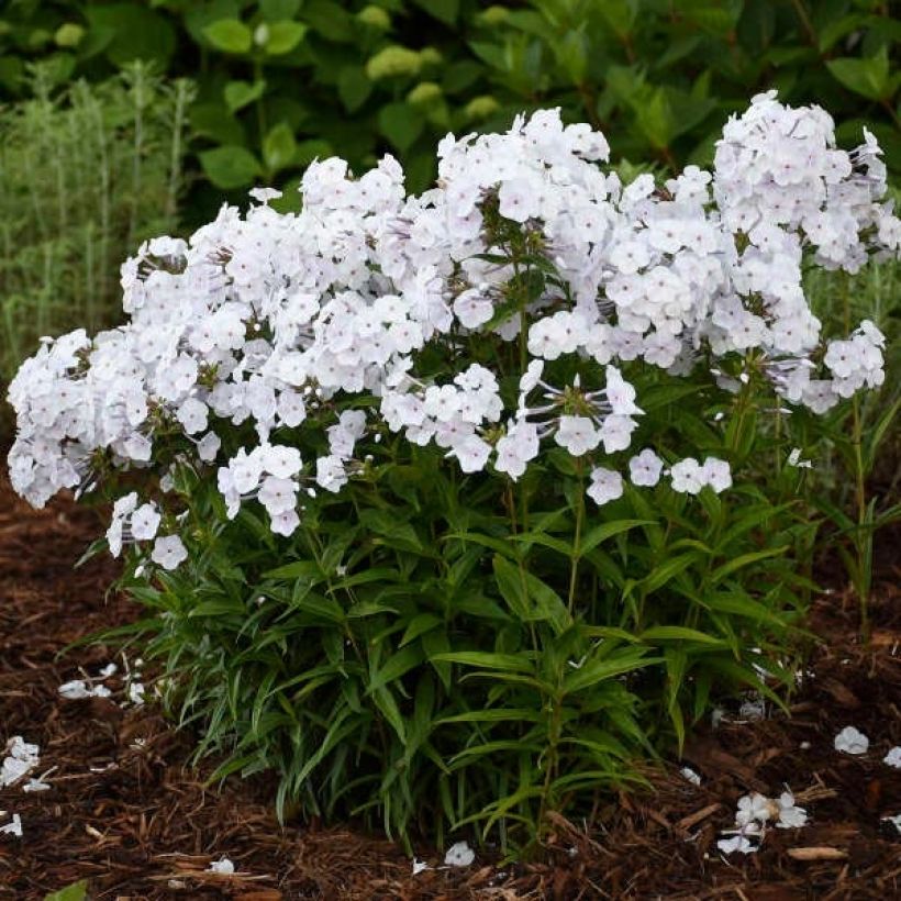 Phlox Fashionably Early Crystal - Phlox hybride (Plant habit)
