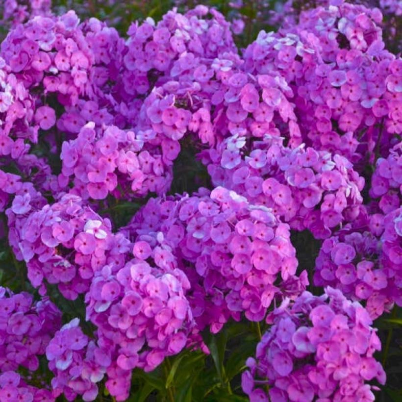 Phlox Fashionably Early Flamingo - Phlox hybride (Flowering)