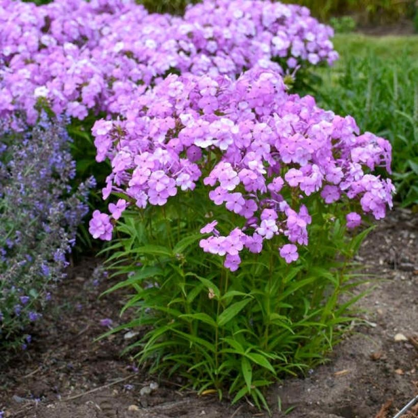 Phlox Fashionably Early Flamingo - Phlox hybride (Plant habit)