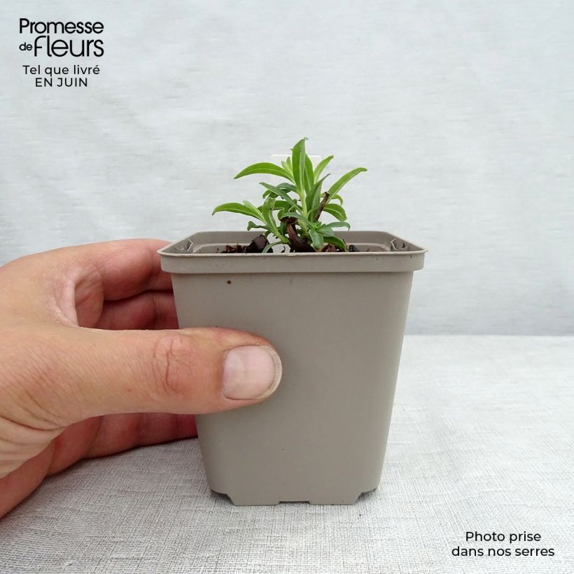 Spécimen de Phlox Fashionably Early Flamingo - Phlox hybride Godet de 8/9 cm tel que livré en été