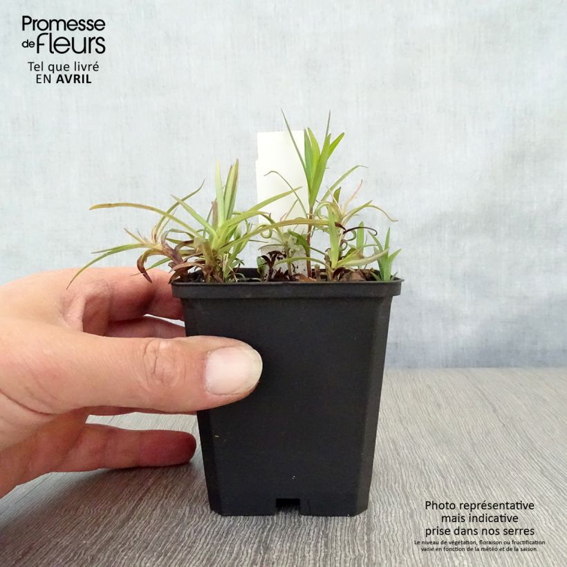 Example of Phlox Fashionably Early Flamingo - Phlox hybride Godet de 8/9 cm as you get in printemps