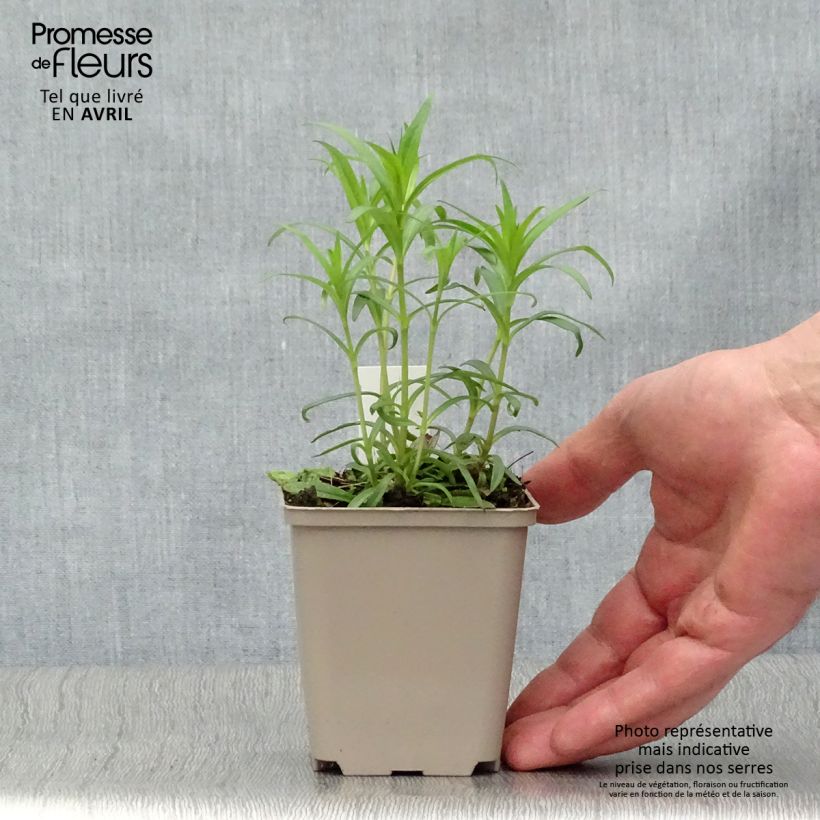 Example of Phlox carolina Bill Baker Godet de 8/9 cm as you get in printemps