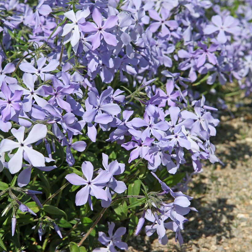 Phlox divaricata Clouds of Perfume (Plant habit)