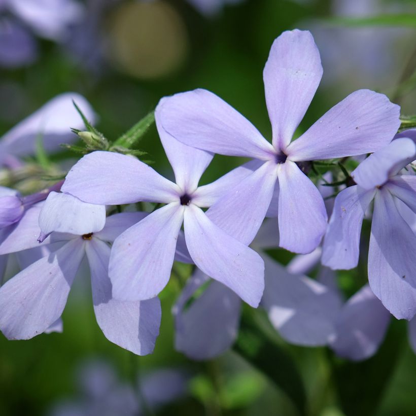 Phlox divaricata Clouds of Perfume (Flowering)