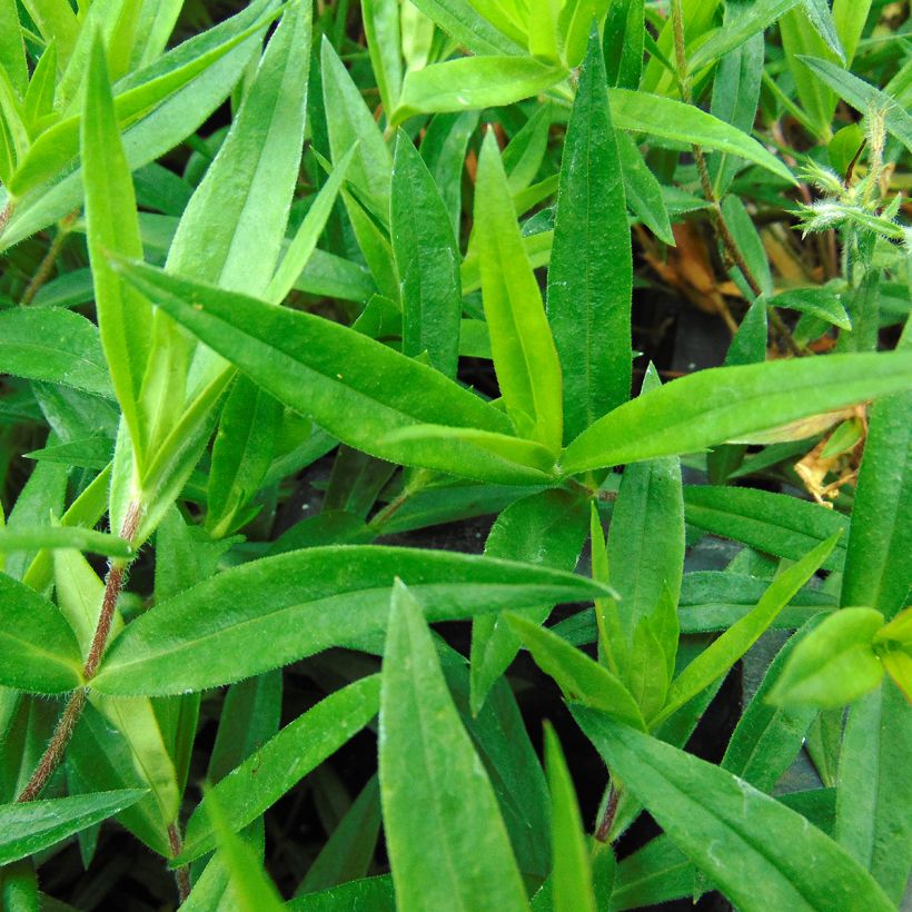 Phlox divaricata Chattahoochee (Foliage)