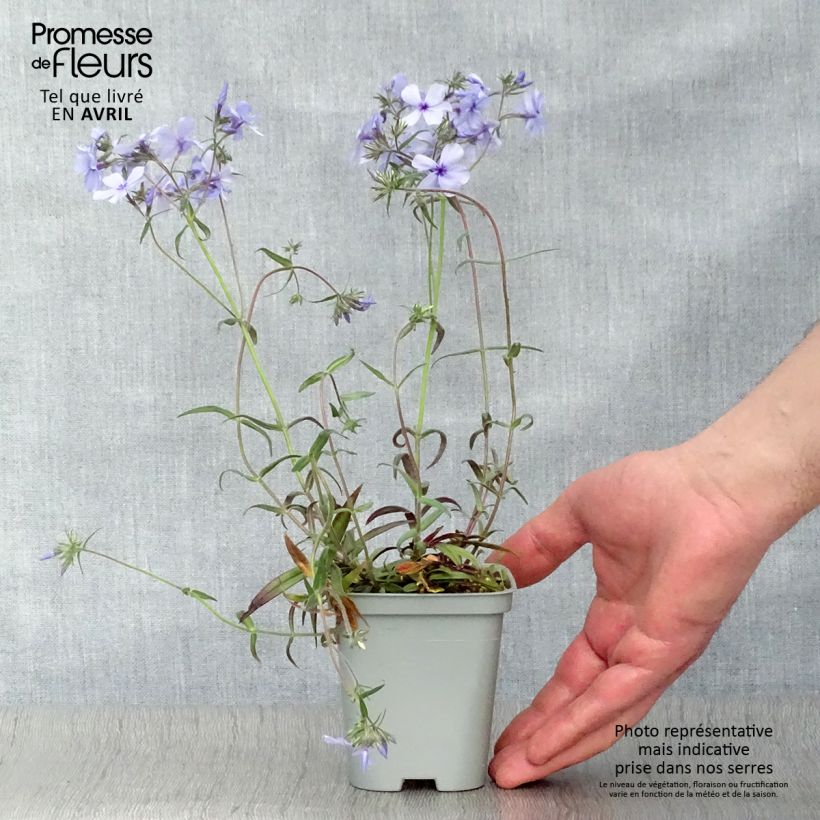 Example of Phlox divaricata Chattahoochee Godet de 8/9 cm as you get in printemps