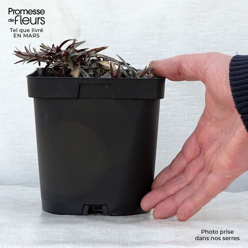 Example of Phlox divaricata Chattahoochee Pot de 2L/3L as you get in printemps