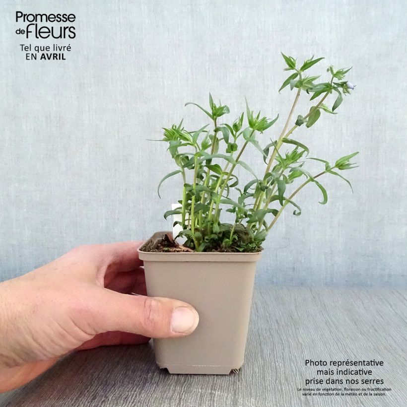 Example of Phlox divaricata Clouds of Perfume Godet de 8/9 cm as you get in printemps