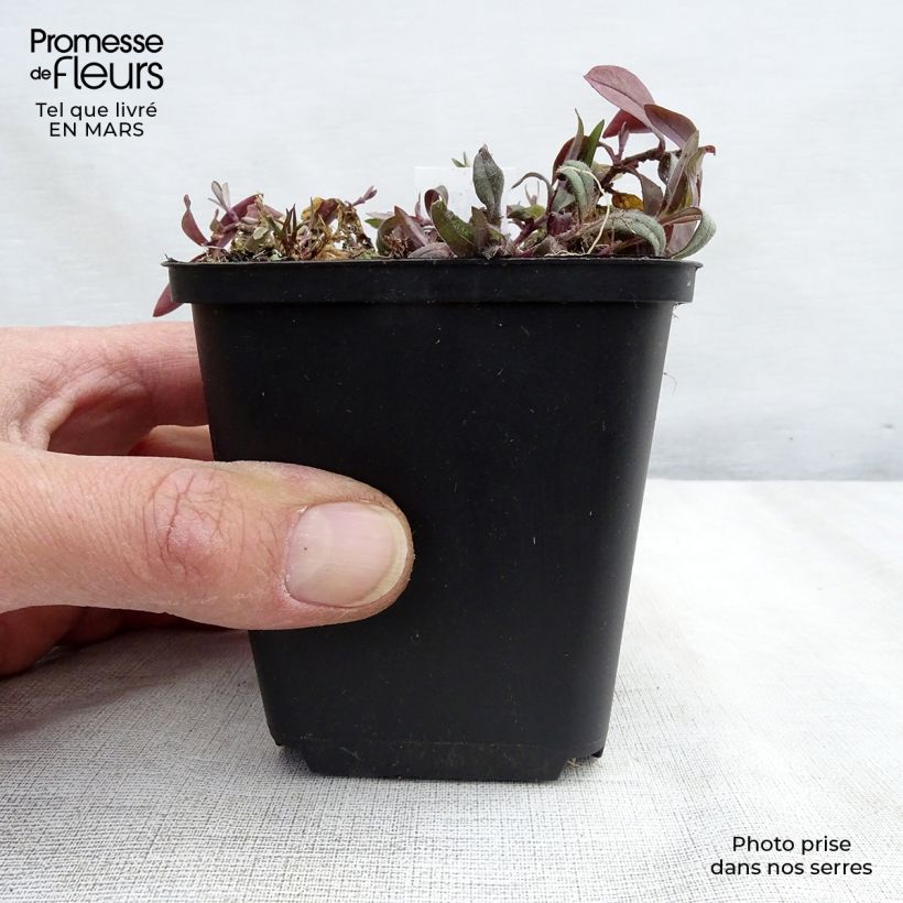 Spécimen de Phlox divaricata Dirigo Ice Godet de 8/9 cm tel que livré au printemps