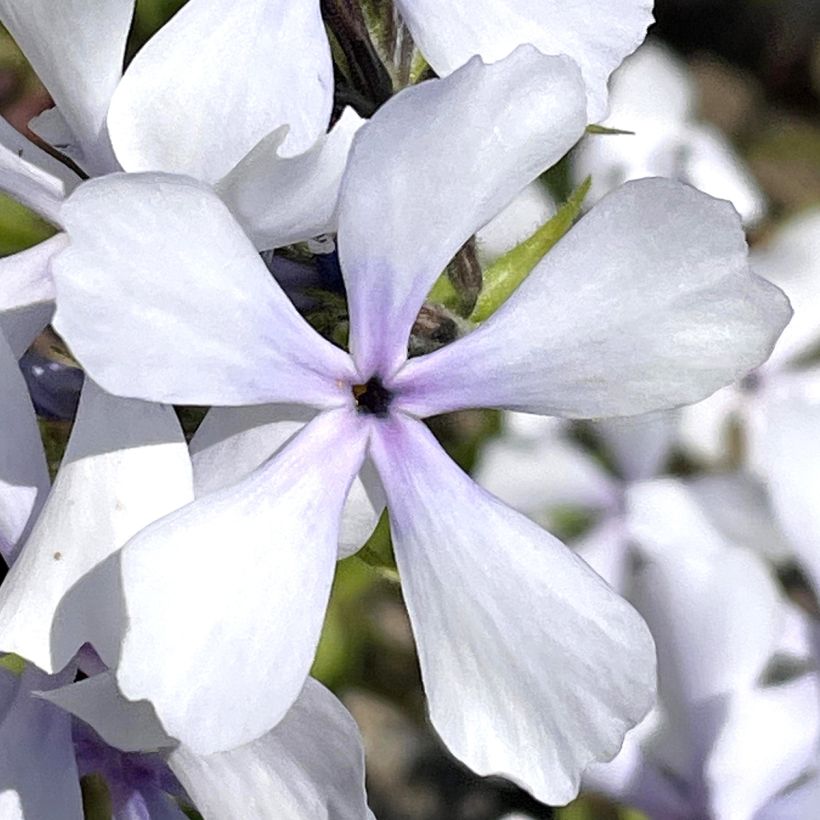 Phlox divaricata Dirigo Ice (Floraison)