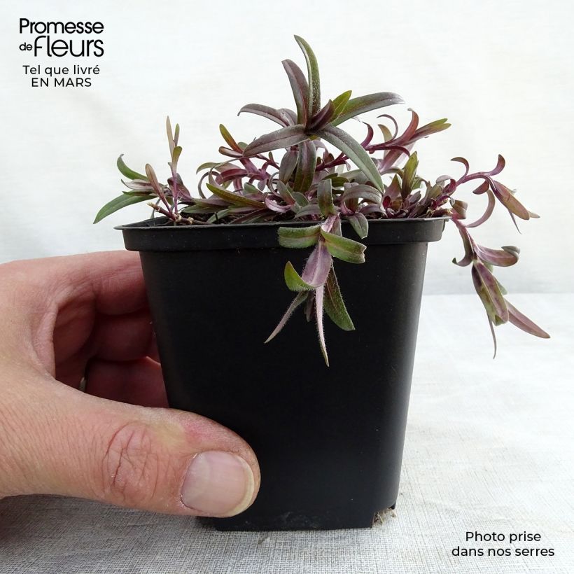 Example of Phlox divaricata White Perfume Godet de 8/9 cm as you get in printemps