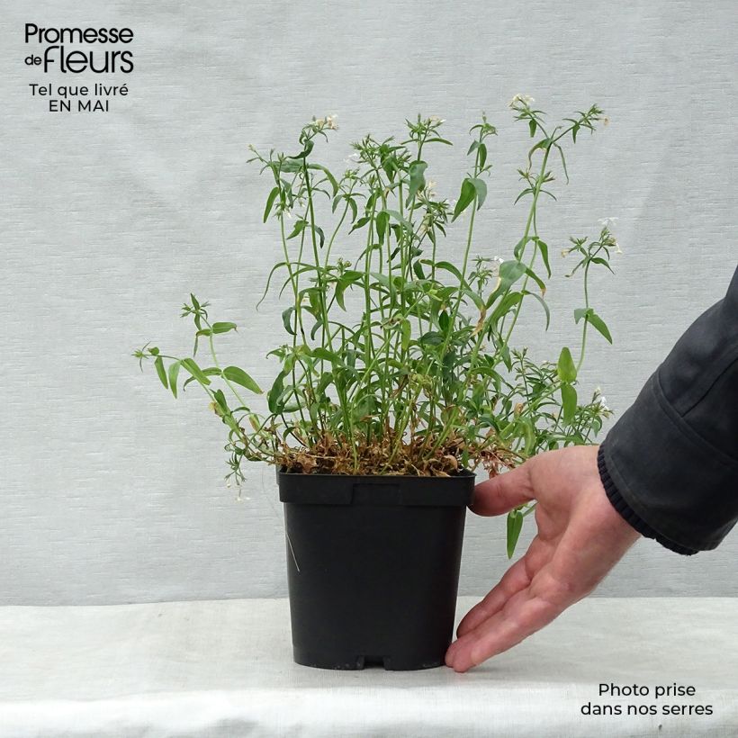 Example of Phlox divaricata White Perfume Pot de 2L/3L as you get in printemps