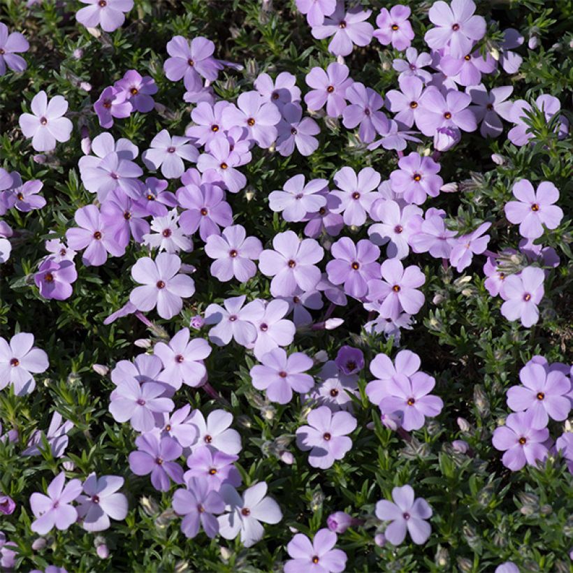 Phlox douglasii Lilac Cloud - Phlox mousse (Flowering)