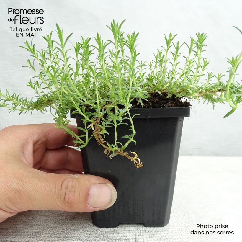 Example of Phlox douglasii Lilac Cloud - Phlox mousse Godet de 8/9 cm as you get in printemps