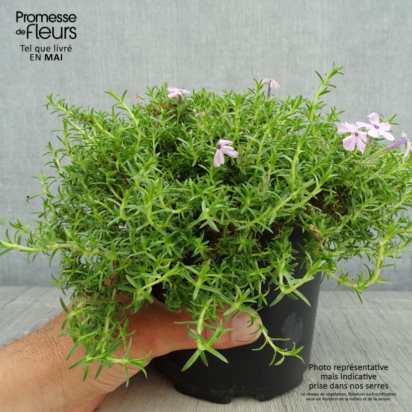 Example of Phlox douglasii Lilac Cloud - Phlox mousse Pot de 2L/3L as you get in printemps
