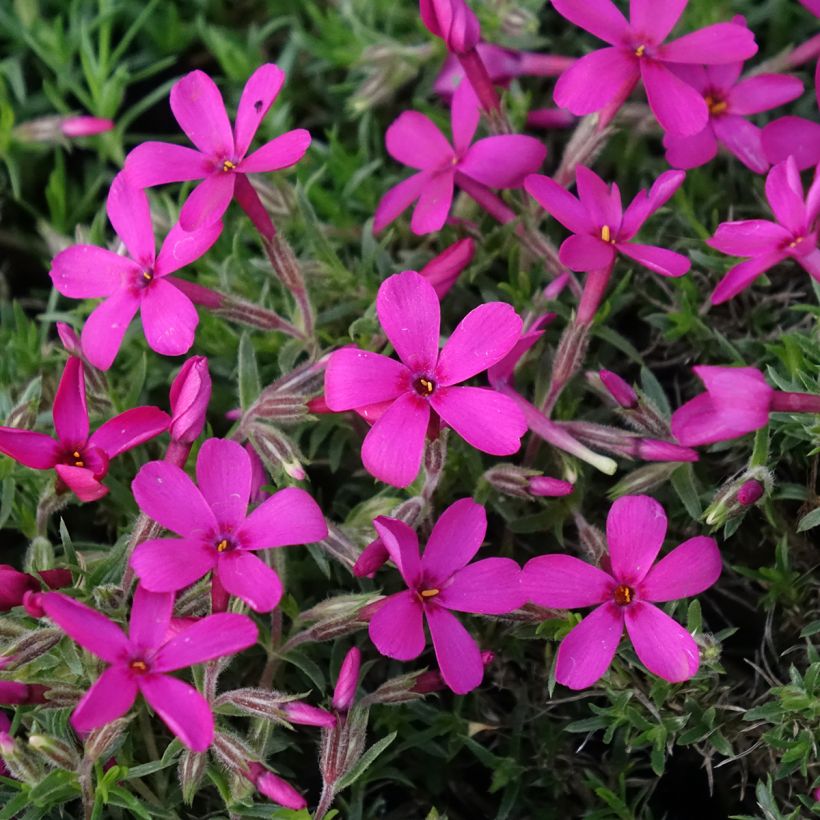 Phlox douglasii Ochsenblut - Phlox mousse (Floraison)